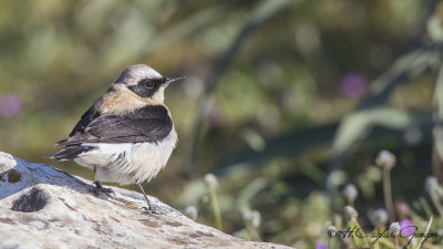 Northern Wheatear - Oenanthe oenanthe - Kuyrukkakan