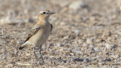 Northern Wheatear - Oenanthe oenanthe - Kuyrukkakan