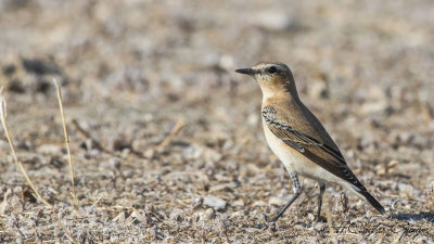 Northern Wheatear - Oenanthe oenanthe - Kuyrukkakan