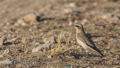 Northern Wheatear - Oenanthe oenanthe - Kuyrukkakan