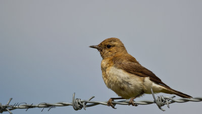 Northern Wheatear - Oenanthe oenanthe - Kuyrukkakan