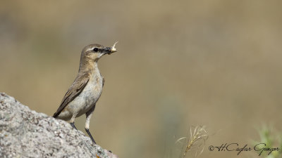 Northern Wheatear - Oenanthe oenanthe - Kuyrukkakan