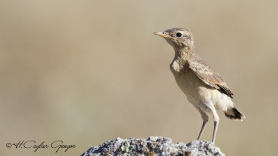 Northern Wheatear - Oenanthe oenanthe - Kuyrukkakan