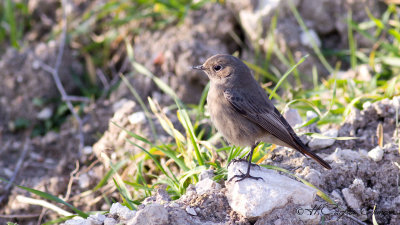 Black Redstart - Phoenicurus ochruros - Kara kızılkuyruk