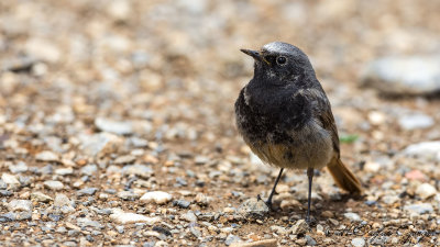 Black Redstart - Phoenicurus ochruros - Kara kızılkuyruk