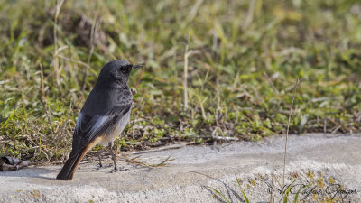 Black Redstart - Phoenicurus ochruros - Kara kızılkuyruk