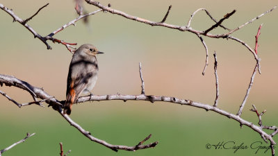 Black Redstart - Phoenicurus ochruros - Kara kızılkuyruk
