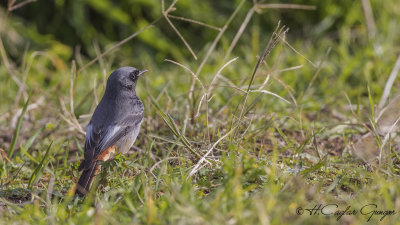 Black Redstart - Phoenicurus ochruros - Kara kızılkuyruk