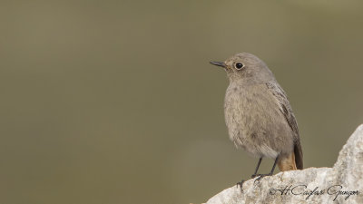 Black Redstart - Phoenicurus ochruros - Kara kızılkuyruk