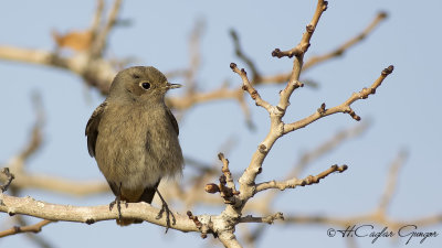 Black Redstart - Phoenicurus ochruros - Kara kızılkuyruk