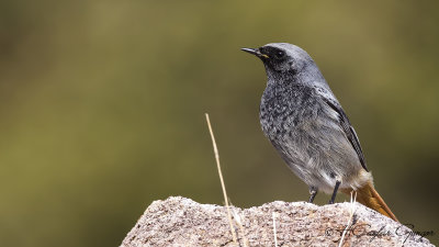 Black Redstart - Phoenicurus ochruros - Kara kızılkuyruk