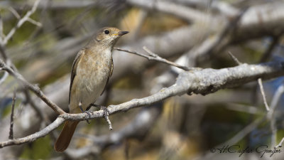 Redstart - Phoenicurus phoenicurus  - Kızılkuyruk