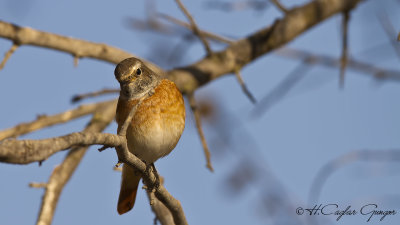 Redstart - Phoenicurus phoenicurus  - Kızılkuyruk