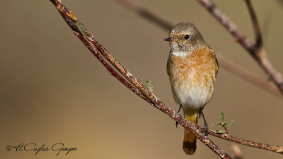 Redstart - Phoenicurus phoenicurus  - Kızılkuyruk