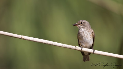 Spotted Flycatcher - Muscicapa striata - Benekli sinekkapan