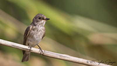 Spotted Flycatcher - Muscicapa striata - Benekli sinekkapan