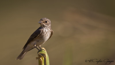Spotted Flycatcher - Muscicapa striata - Benekli sinekkapan