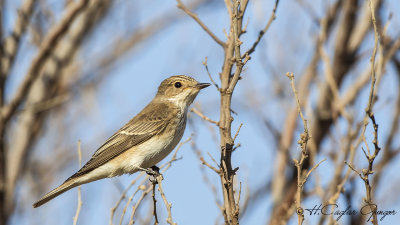 Spotted Flycatcher - Muscicapa striata - Benekli sinekkapanBenekli sinekkapan 17 copy.jpg
