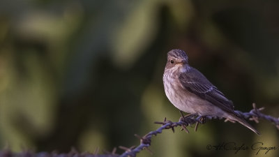 Spotted Flycatcher - Muscicapa striata - Benekli sinekkapan