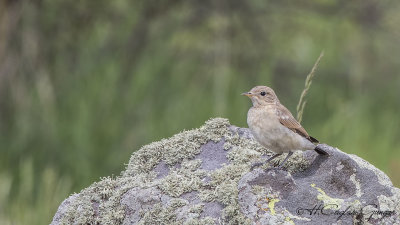 Spotted Flycatcher - Muscicapa striata - Benekli sinekkapan