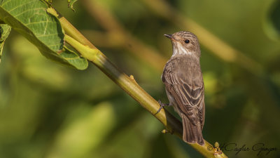 Spotted Flycatcher - Muscicapa striata - Benekli sinekkapan