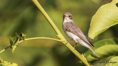 Spotted Flycatcher - Muscicapa striata - Benekli sinekkapan