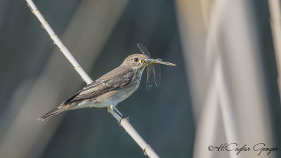 Spotted Flycatcher - Muscicapa striata - Benekli sinekkapan