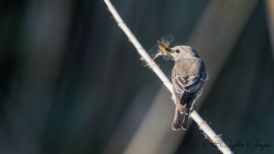 Spotted Flycatcher - Muscicapa striata - Benekli sinekkapan