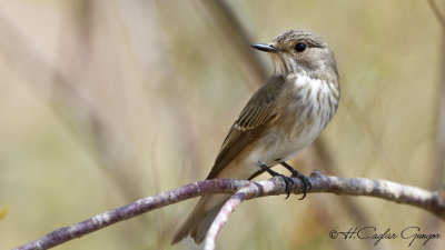Spotted Flycatcher - Muscicapa striata - Benekli sinekkapan