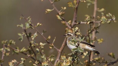 Whinchat - Saxicola rubetra - Çayır taşkuşu