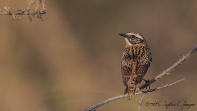 Whinchat - Saxicola rubetra - Çayır taşkuşu