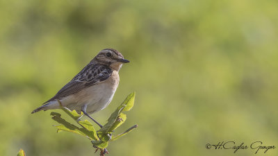 Whinchat - Saxicola rubetra - Çayır taşkuşu