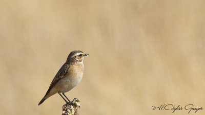 Whinchat - Saxicola rubetra - Çayır taşkuşu