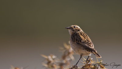 Whinchat - Saxicola rubetra - Çayır taşkuşu