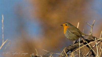 Robin - Erithacus rubecula - Kızılgerdan