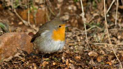 Robin - Erithacus rubecula - Kızılgerdan