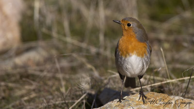 Robin - Erithacus rubecula - Kızılgerdan