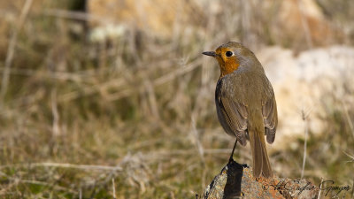 Robin - Erithacus rubecula - Kızılgerdan