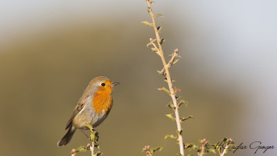 Robin - Erithacus rubecula - Kızılgerdan