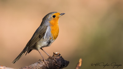 Robin - Erithacus rubecula - Kızılgerdan
