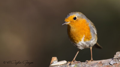 Robin - Erithacus rubecula - Kızılgerdan