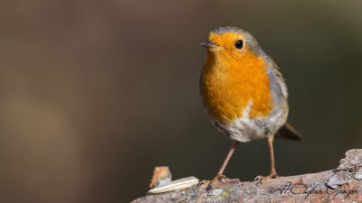 Robin - Erithacus rubecula - Kızılgerdan