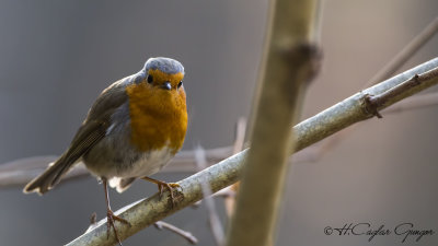 Robin - Erithacus rubecula - Kızılgerdan