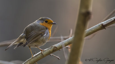 Robin - Erithacus rubecula - Kızılgerdan