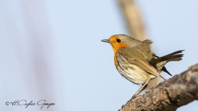 Robin - Erithacus rubecula - Kızılgerdan