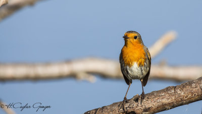 Robin - Erithacus rubecula - Kızılgerdan