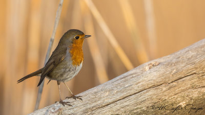 Robin - Erithacus rubecula - Kızılgerdan