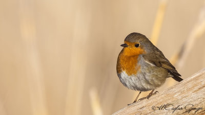 Robin - Erithacus rubecula - Kızılgerdan