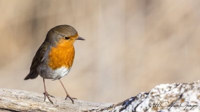 Robin - Erithacus rubecula - Kızılgerdan