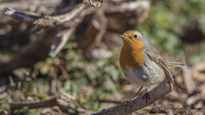 Robin - Erithacus rubecula - Kızılgerdan